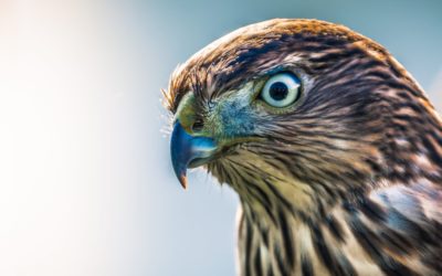 Learning Empathy From Falconry